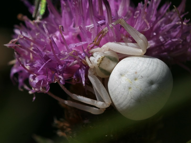 Misumena vatia Misumena vatia