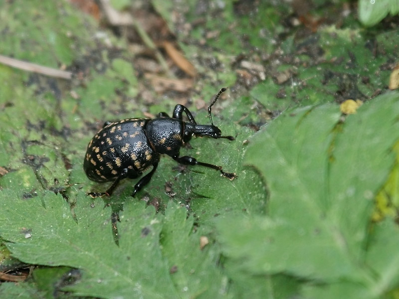 Liparus germanus
