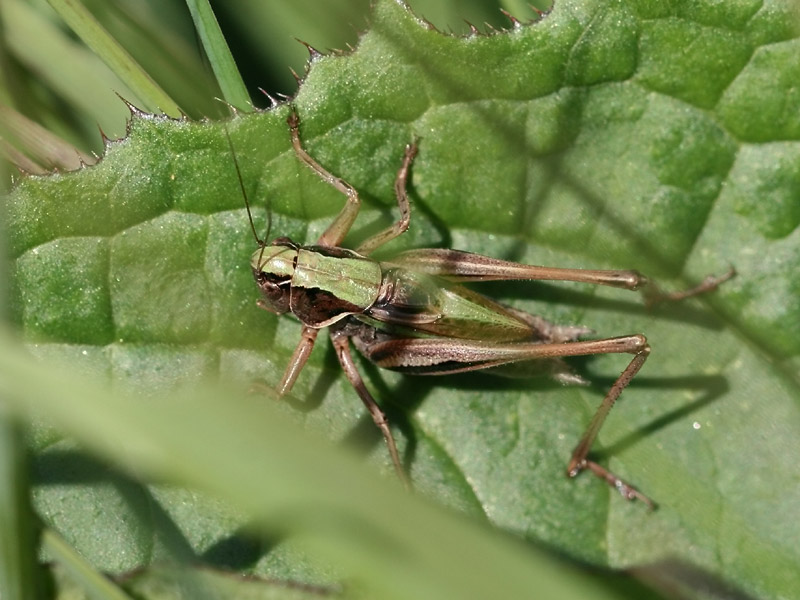 Decticelle des bruyères Decticelle des bruyères