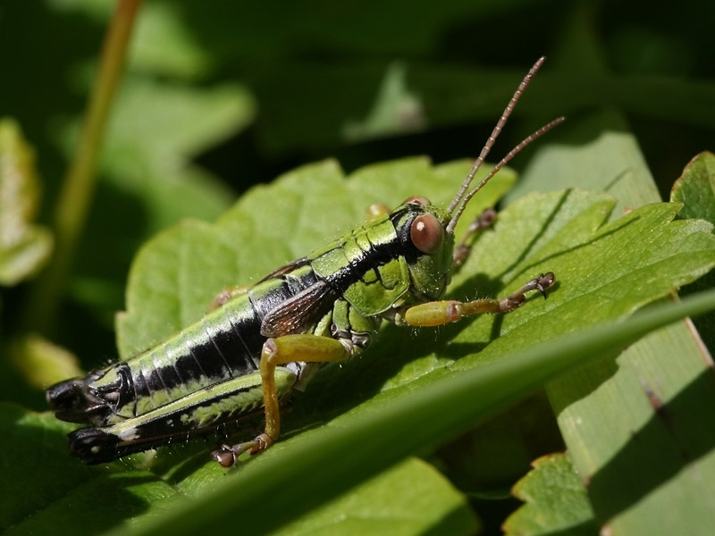 Miramelle subalpine Miramelle subalpine
