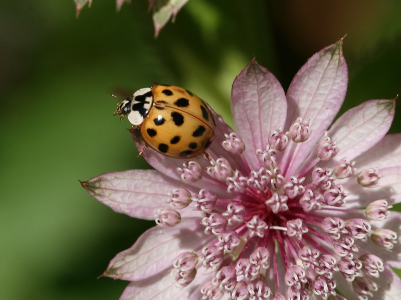 Coccinelle asiatique Coccinelle asiatique