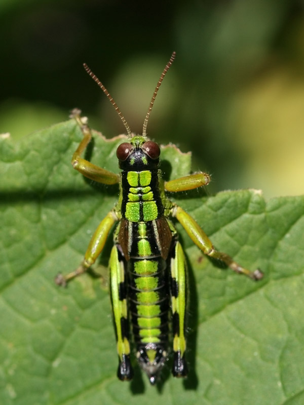 Miramelle subalpine Miramelle subalpine