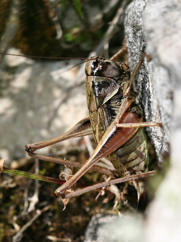 Decticelle des alpages