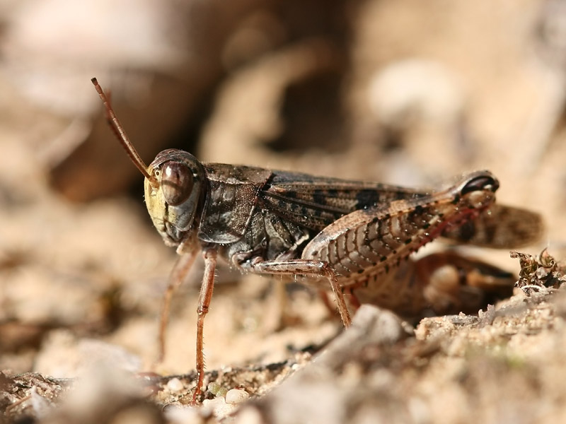 Caloptène italien Caloptène italien