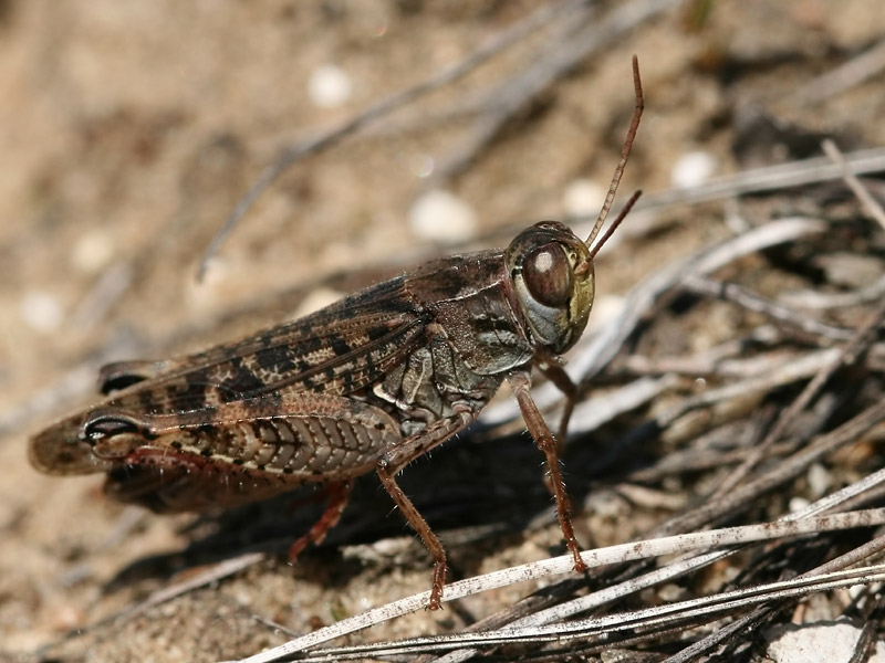 Caloptène italien Caloptène italien