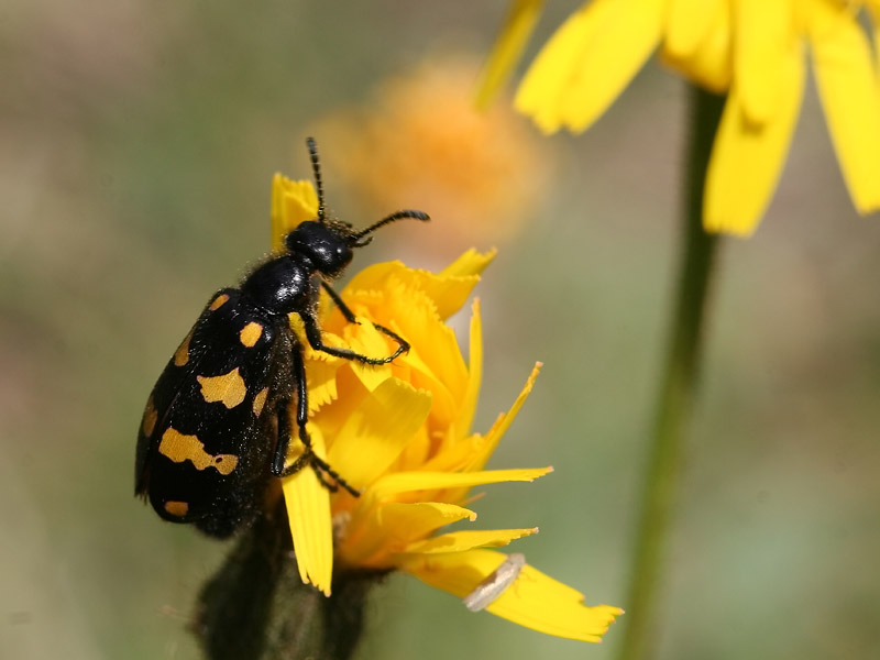 Hycleus sp.