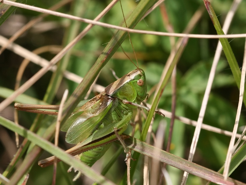 Decticelle bicolore Decticelle bicolore