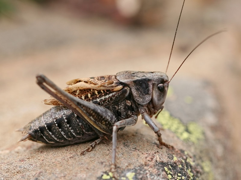 Dectique verrucivore Dectique verrucivore