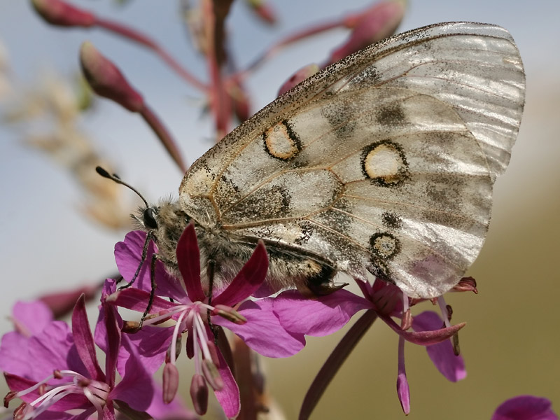 Apollon Apollon