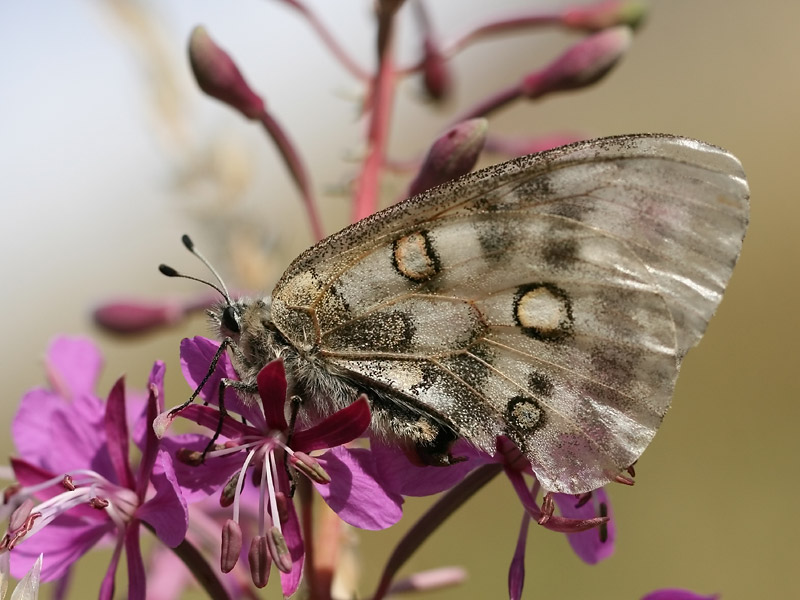 Apollon Apollon