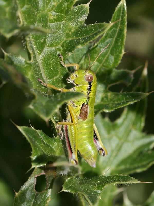Miramelle subalpine Miramelle subalpine