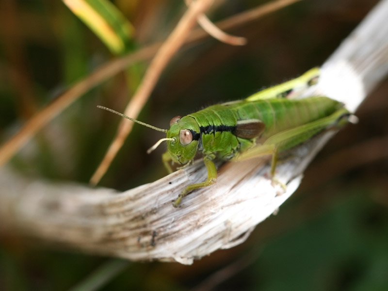 Miramelle subalpine Miramelle subalpine