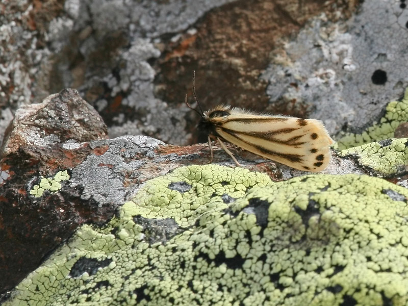 Ecaille alpine