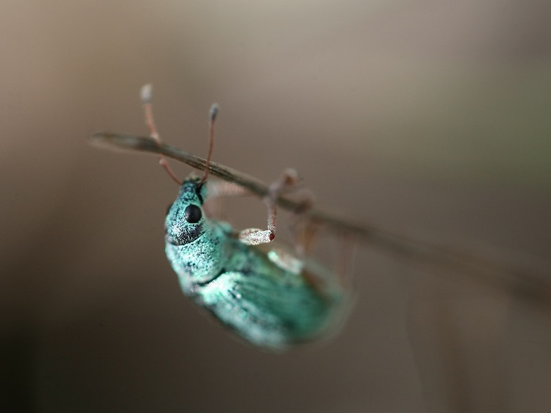 Polydrusus formosus