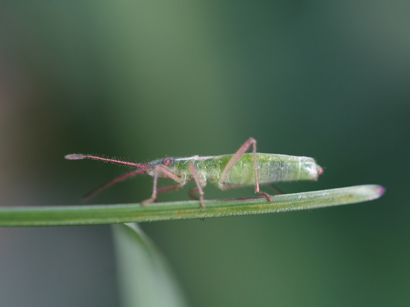 Myrmus miriformis