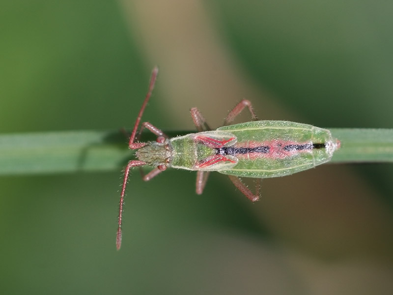 Myrmus miriformis