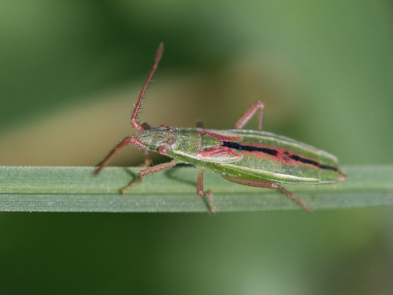 Myrmus miriformis