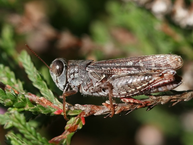 Caloptène ochracé Caloptène ochracé