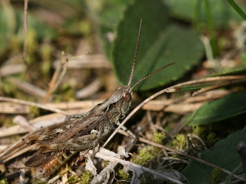 Criquet des pins Criquet des pins