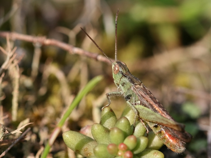 Criquet des jachères Criquet des jachères