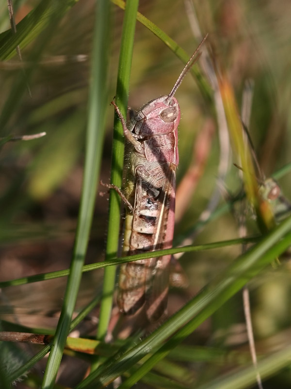 Criquet des jachères Criquet des jachères
