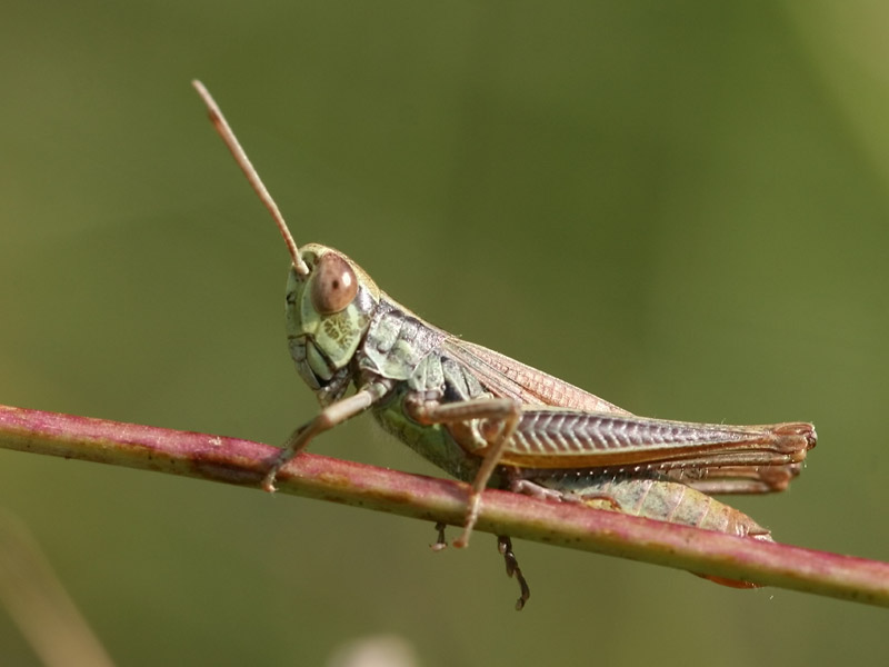 Criquet des bromes Criquet des bromes