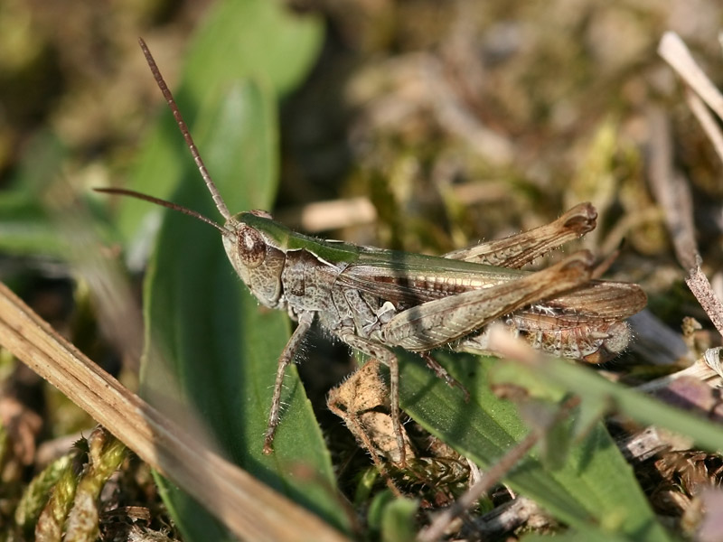 Criquet des jachères Criquet des jachères