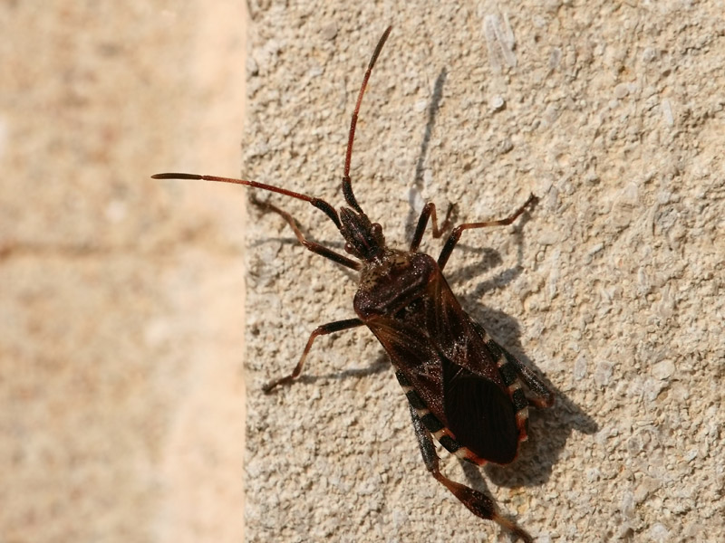 Punaise du Pin