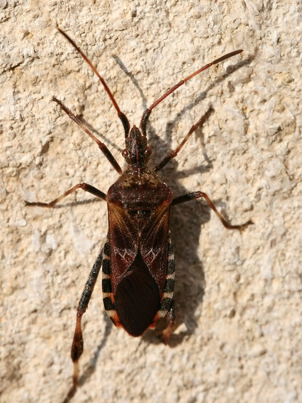 Punaise du Pin