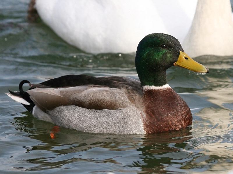 Canard colvert