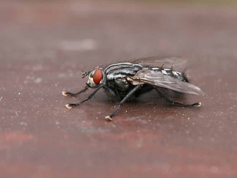 Mouche à damier Mouche à damier
