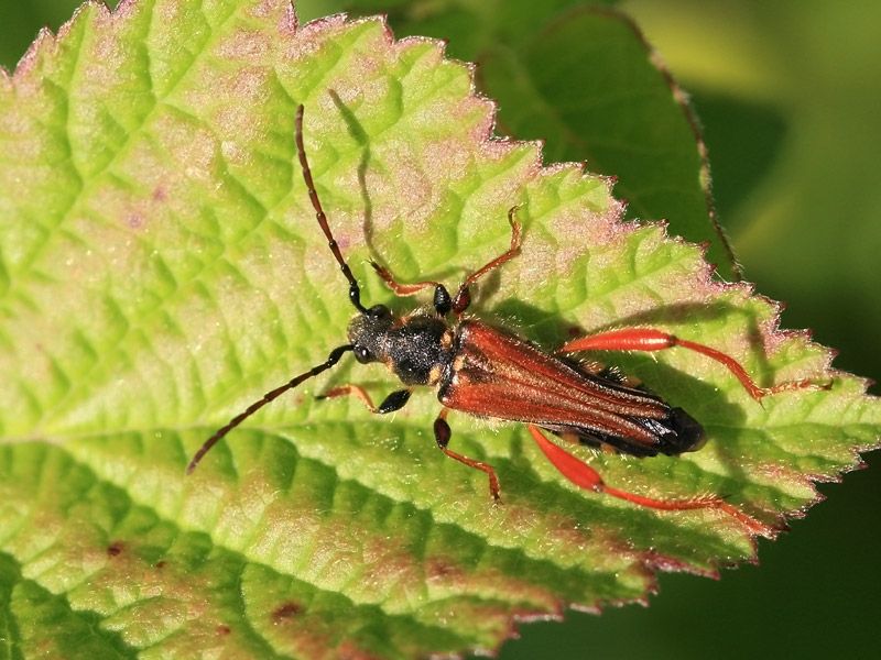 Stenopterus rufus