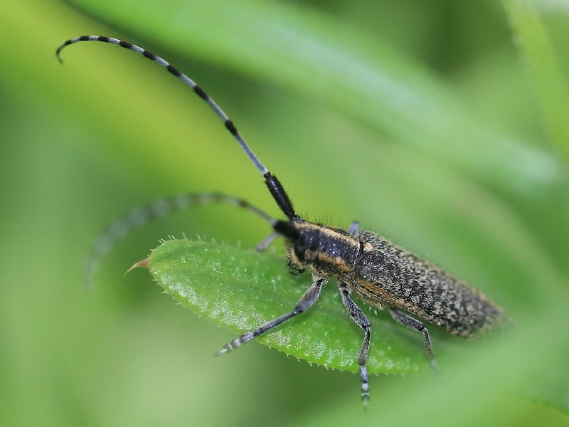Agapanthia villosoviridescens Agapanthia villosoviridescens