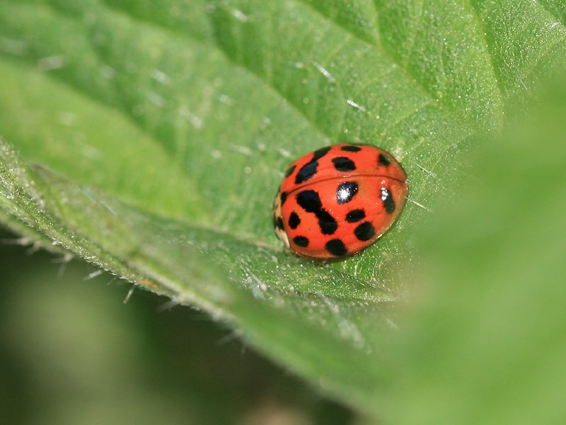 Coccinelle asiatique Coccinelle asiatique