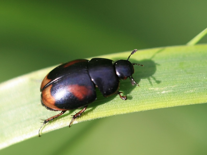 Sphaeridium scarabaeoides
