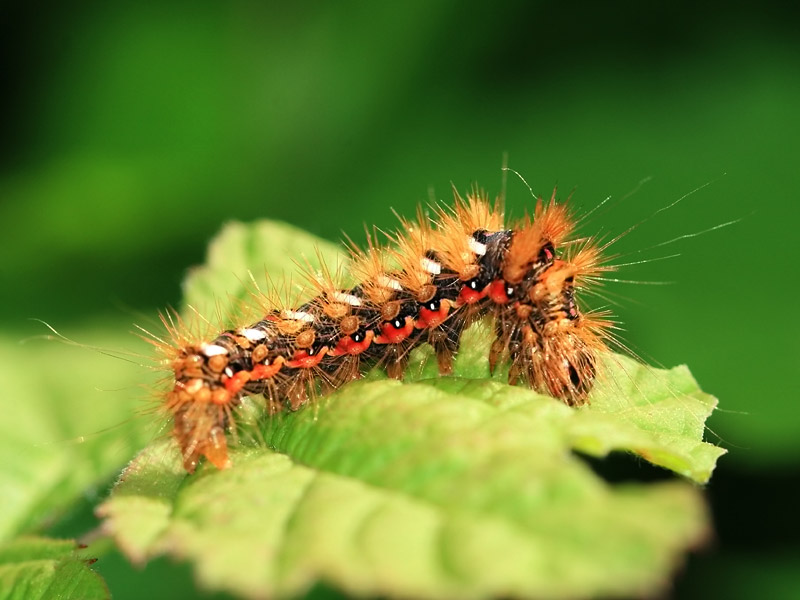 Noctuelle de la patience