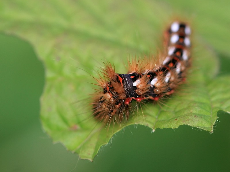 Noctuelle de la patience