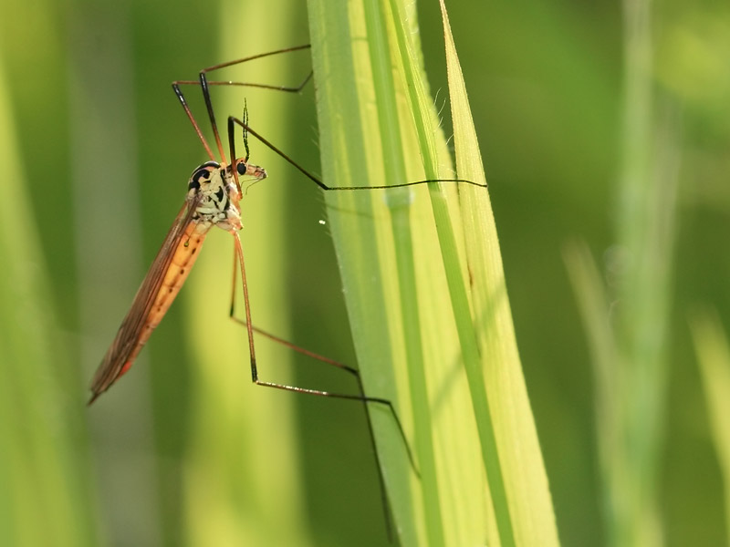 Nephrotoma flavescens
