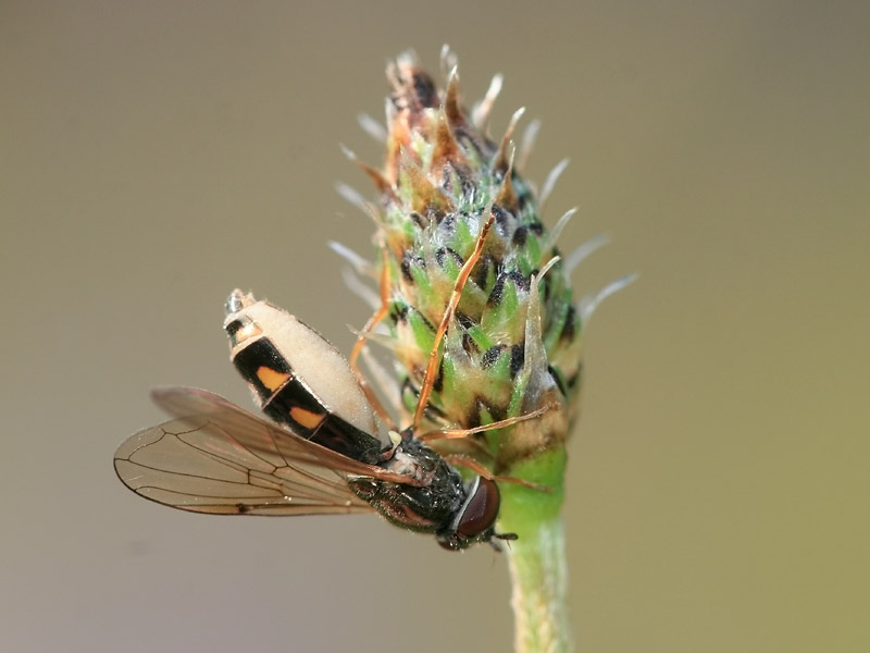 Melanostoma sp.