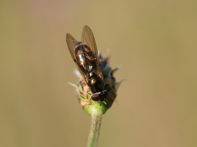 Melanostoma sp.