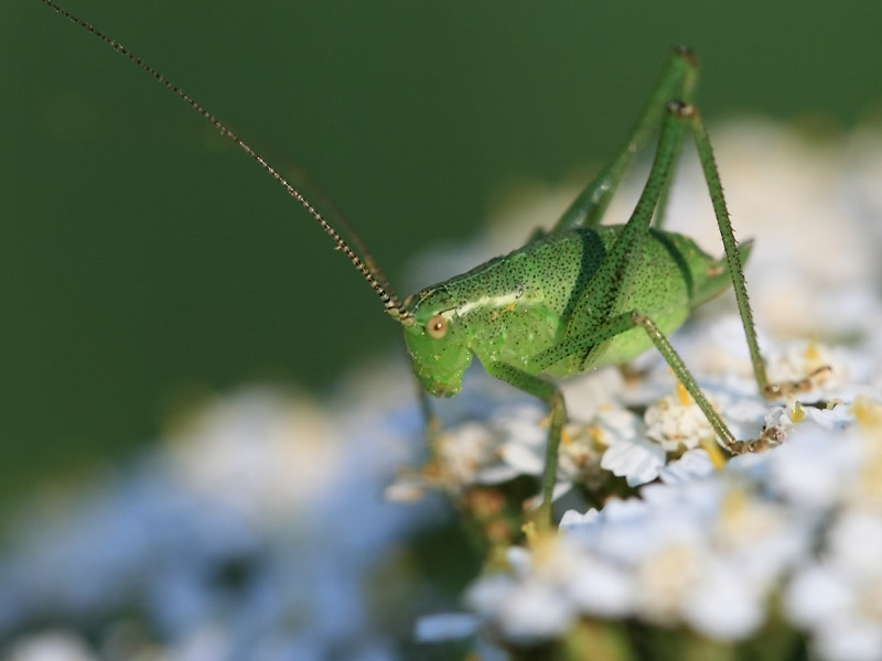 Leptophye ponctuée Leptophye ponctuée