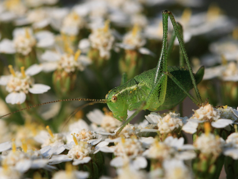 Leptophye ponctuée Leptophye ponctuée