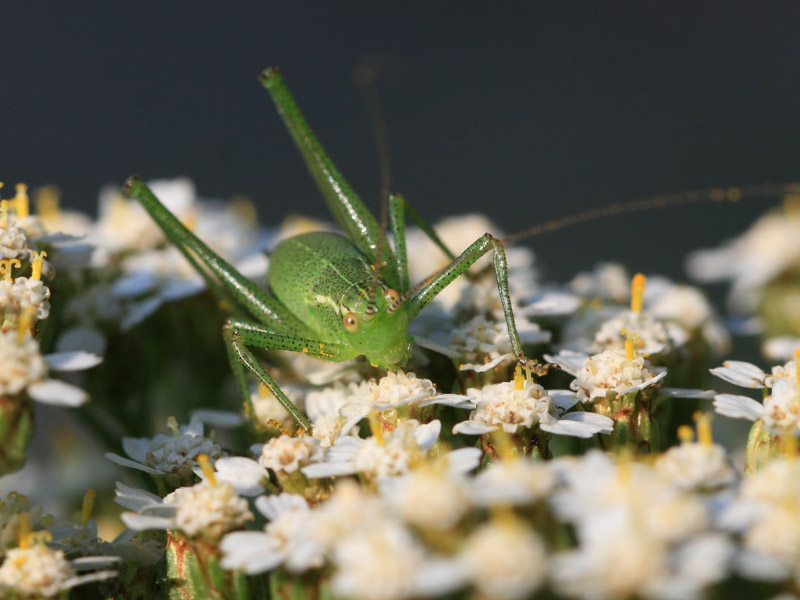 Leptophye ponctuée Leptophye ponctuée