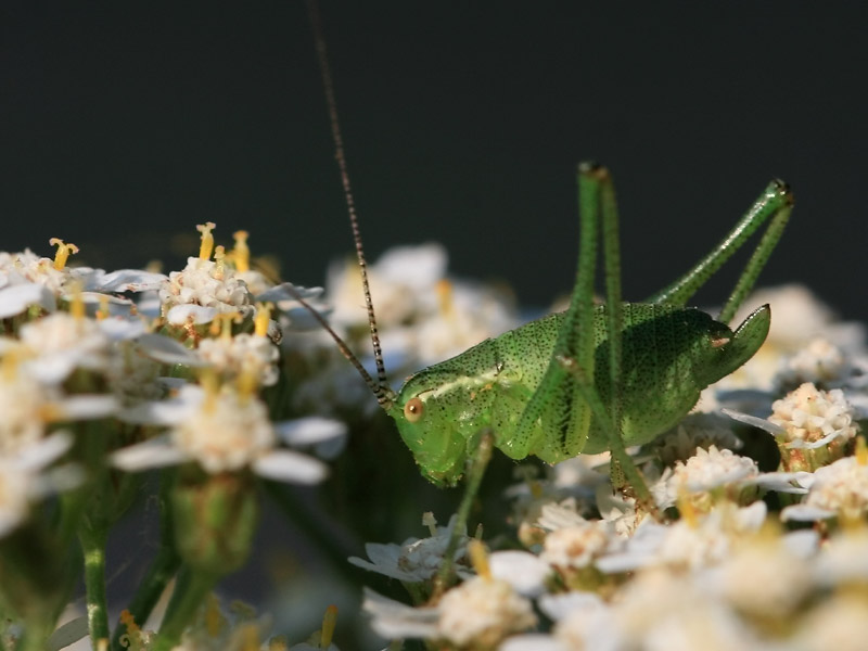 Leptophye ponctuée Leptophye ponctuée