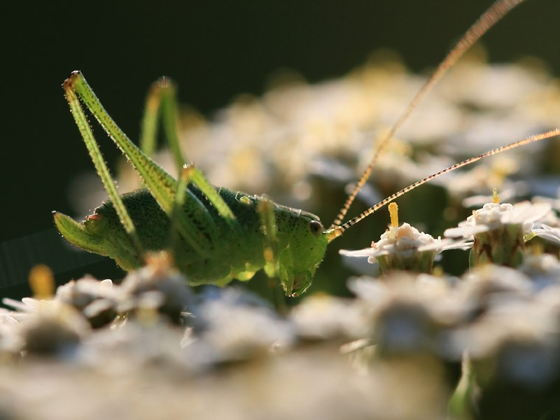 Leptophye ponctuée Leptophye ponctuée
