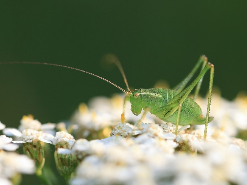 Leptophye ponctuée Leptophye ponctuée