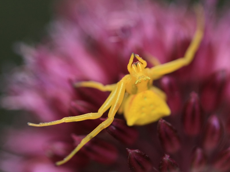 Thomisus onustus Thomisus onustus