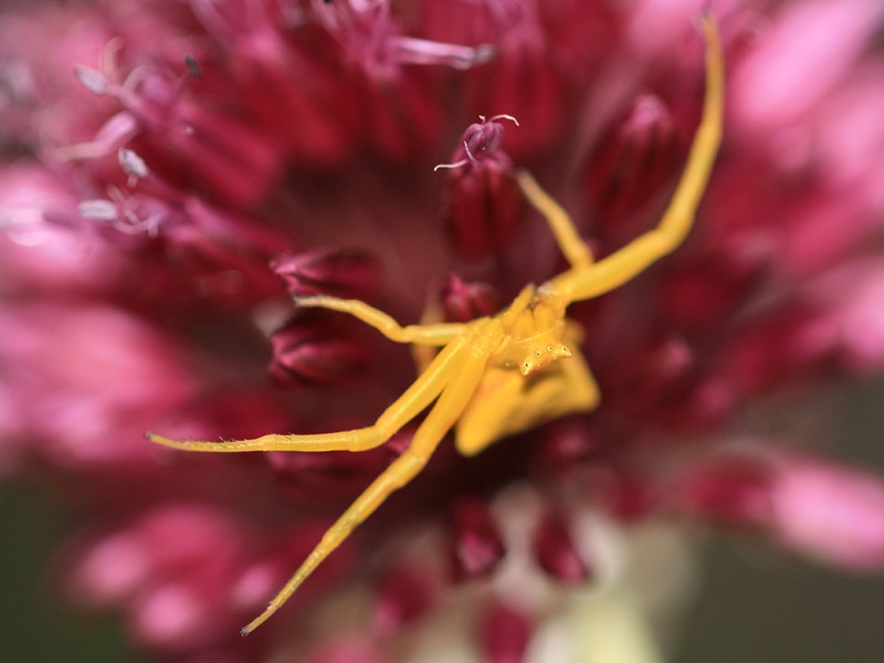 Thomisus onustus Thomisus onustus