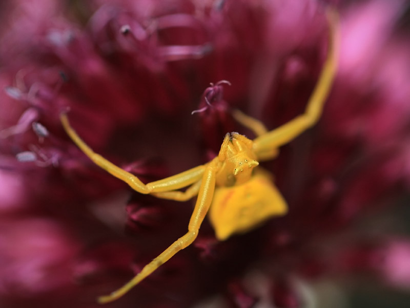 Thomisus onustus Thomisus onustus