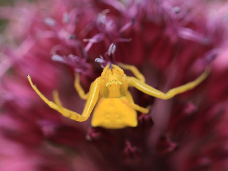 Thomisus onustus Thomisus onustus